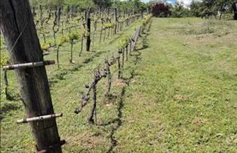 Eladó Zalaszentgróti zártkert hirdetés (73427843)