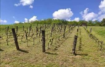 Eladó Zalaszentgróti zártkert hirdetés (73427843)