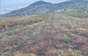 Eladó Zánkai termőföld, szántó hirdetés (94443745)