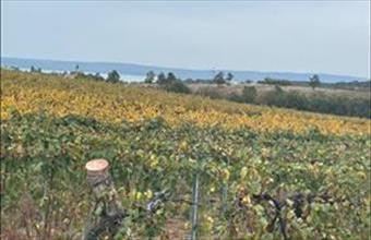 Eladó Zánkai termőföld, szántó hirdetés (24341545)