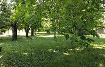 Eladó Balatonalmádi külterületi telek hirdetés (43725456)