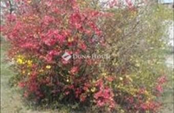 Eladó Erdőkertesi lakóövezeti telek hirdetés (67233573)