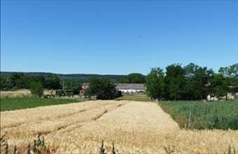 Eladó Tényői lakóövezeti telek hirdetés (92134719)