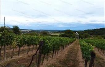 Eladó Pécselyi pince, présház hirdetés (84477518)