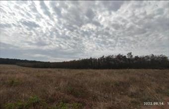 Eladó Zánkai erdő hirdetés (36824461)