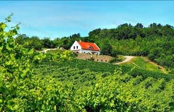 Eladó Vászolyi egyéb mezőgazdasági ingatlan hirdetés (44377397)