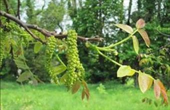 Eladó Balatonhenyei egyéb mezőgazdasági ingatlan hirdetés (24945972)