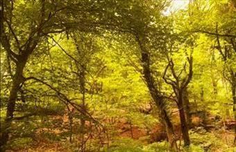 Eladó Balatonhenyei termőföld, szántó hirdetés (47587213)