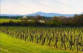 Eladó Balatonakali egyéb mezőgazdasági ingatlan hirdetés (79285471)