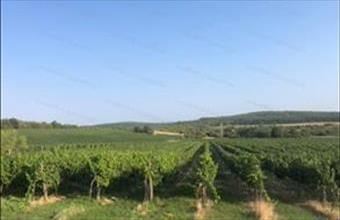 Eladó Pécselyi egyéb mezőgazdasági ingatlan hirdetés (33547874)