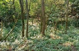 Eladó Zebegényi egyéb mezőgazdasági ingatlan hirdetés (85539363)