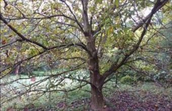 Eladó Karancsaljai lakóövezeti telek hirdetés (43223937)