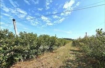 Eladó Ceglédi egyéb mezőgazdasági ingatlan hirdetés (63598426)