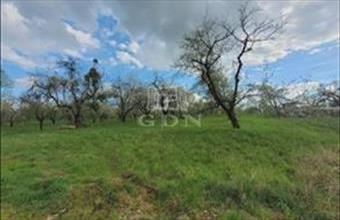 Eladó Romániai lakóövezeti telek hirdetés (99913423)