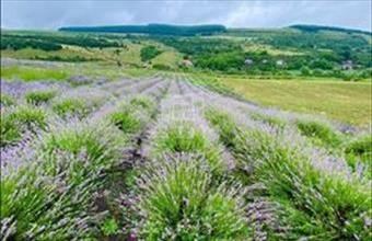 Eladó Romániai lakóövezeti telek hirdetés (33495737)