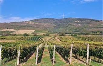 Eladó Tarcali egyéb mezőgazdasági ingatlan hirdetés (93562763)