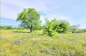 Eladó Tápiószentmártoni külterületi telek hirdetés (27349334)