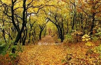 Eladó Budapest II. kerületi tégla lakás hirdetés (52535433)