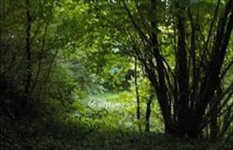 Eladó Kaposvári külterületi telek hirdetés (32874128)