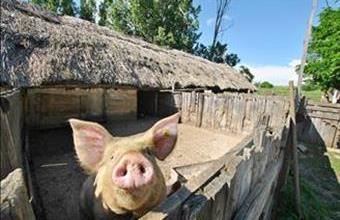 Eladó Nagytarcsai egyéb mezőgazdasági ingatlan hirdetés (92794723)