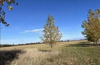 Eladó Mezőörsi lakóövezeti telek hirdetés (43132236)