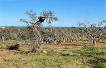 Eladó Olaszországi lakóövezeti telek hirdetés (96464527)