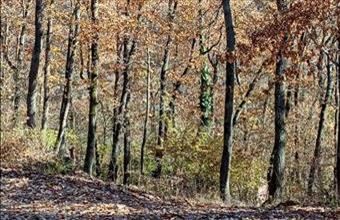 Eladó Kismarosi lakóövezeti telek hirdetés (53339636)