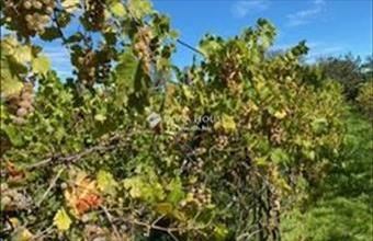 Eladó Tordasi külterületi telek hirdetés (46359958)