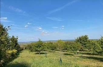 Eladó Etyeki külterületi telek hirdetés (38978277)