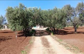 Eladó Görögországi családi ház hirdetés (41962659)