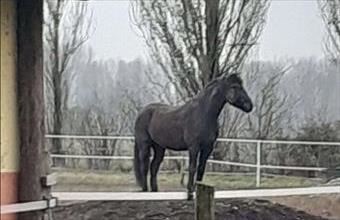 Eladó Görögországi családi ház hirdetés (74412397)