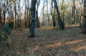 Eladó Kismarosi külterületi telek hirdetés (35935947)