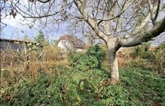 Eladó Budakalászi lakóövezeti telek hirdetés (18929394)