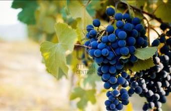 Eladó Sóskúti külterületi telek hirdetés (95694375)