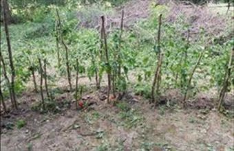 Eladó Balatonszabadi egyéb mezőgazdasági ingatlan hirdetés (93785893)