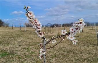 Eladó Ságvári egyéb mezőgazdasági ingatlan hirdetés (28594713)