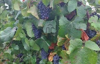 Eladó Balatonszemesi egyéb mezőgazdasági ingatlan hirdetés (55391857)