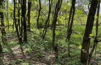 Eladó Kismarosi külterületi telek hirdetés (63374998)