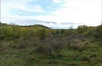 Eladó Szentbékkállai külterületi telek hirdetés (81335233)