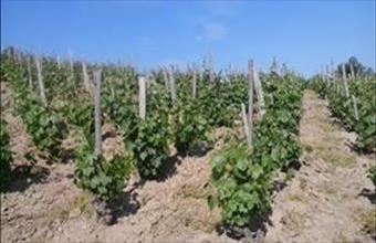 Eladó Tokaji egyéb mezőgazdasági ingatlan hirdetés (19584386)