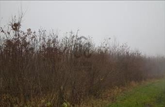 Eladó Márokpapi egyéb mezőgazdasági ingatlan hirdetés (23357448)