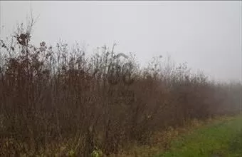 Eladó Márokpapi egyéb mezőgazdasági ingatlan hirdetés (23357448)