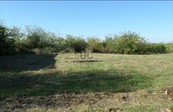 Eladó Egyeki lakóövezeti telek hirdetés (73499964)