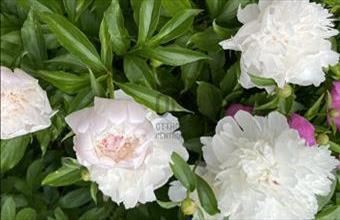 Eladó Tárnoki családi ház hirdetés (47696497)