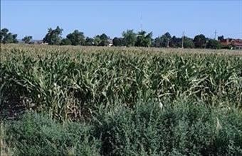 Eladó Szigetszentmiklósi egyéb mezőgazdasági ingatlan hirdetés (82893917)