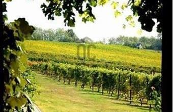 Eladó Orosztonyi egyéb mezőgazdasági ingatlan hirdetés (54244392)