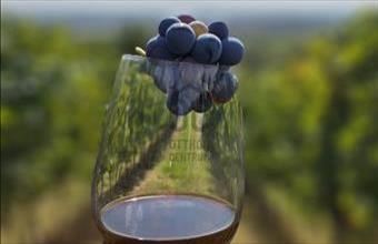 Eladó Siklósi egyéb ipari ingatlan hirdetés (63371427)