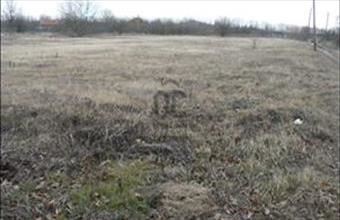 Eladó Váci lakóövezeti telek hirdetés (35678297)