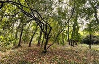 Eladó Pomázi külterületi telek hirdetés (64386329)