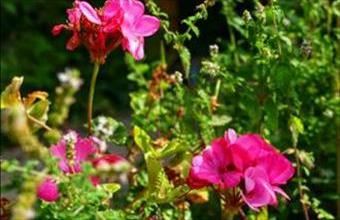 Eladó Pilisszentkereszti családi ház hirdetés (28734929)